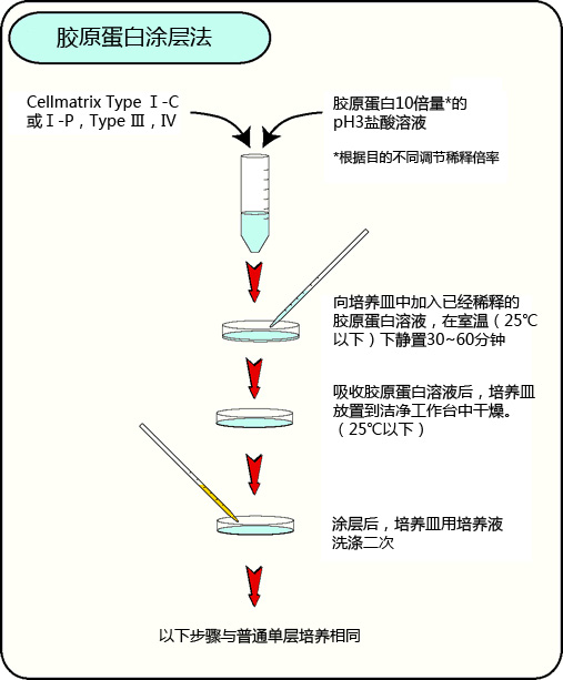 细胞培养用胶原蛋白                              Cellmatrix®Series