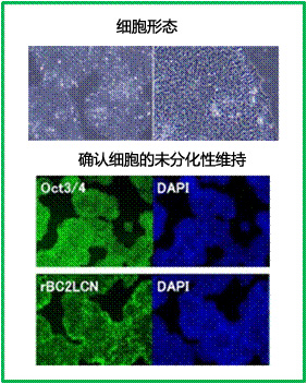 Poly-L-Ornithine 溶液