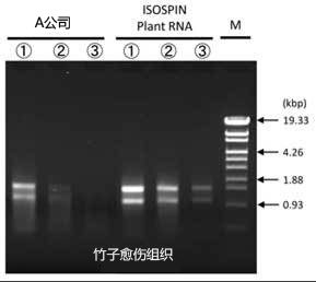 ISOSPIN Plant RNA                              从植物组织提取RNA试剂盒