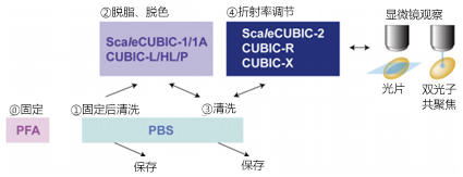 第三回 利用CUBIC实现组织透明化与3D观察