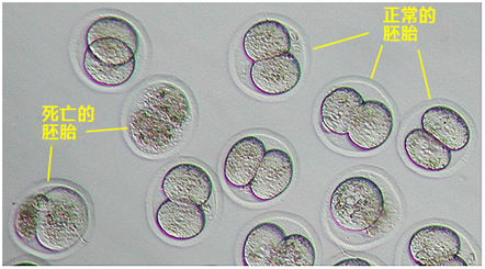 小鼠生殖工程学技术——10复苏玻璃化冷冻后的胚胎的步骤