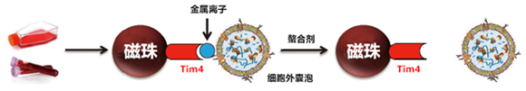 手霉素A可抑制外泌体分泌