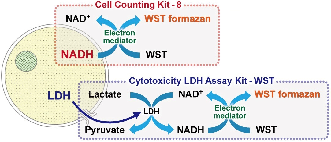 细胞活性/毒性双重检测试剂盒——Viability/Cytotoxicity Multiplex Assay Kit货号：CK17