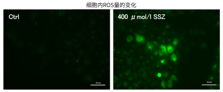 活性氧检测试剂盒（ROS Assay Kit）货号：R252