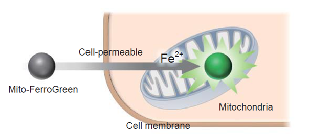 铁离子荧光探针—Mito-FerroGreen货号：M489