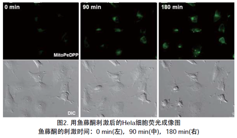 MitoPeDPP试剂货号：M466