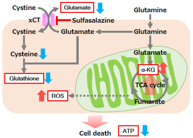 Glutamate Assay Kit-WST试剂盒货号：G269