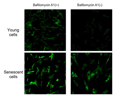 细胞衰老检测试剂盒—Cellular Senescence Detection Kit &#8211; SPiDER-βGal货号：SG03