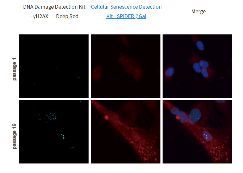 DNA Damage Detection Kit &#8211; γH2AX　- Green货号：G265