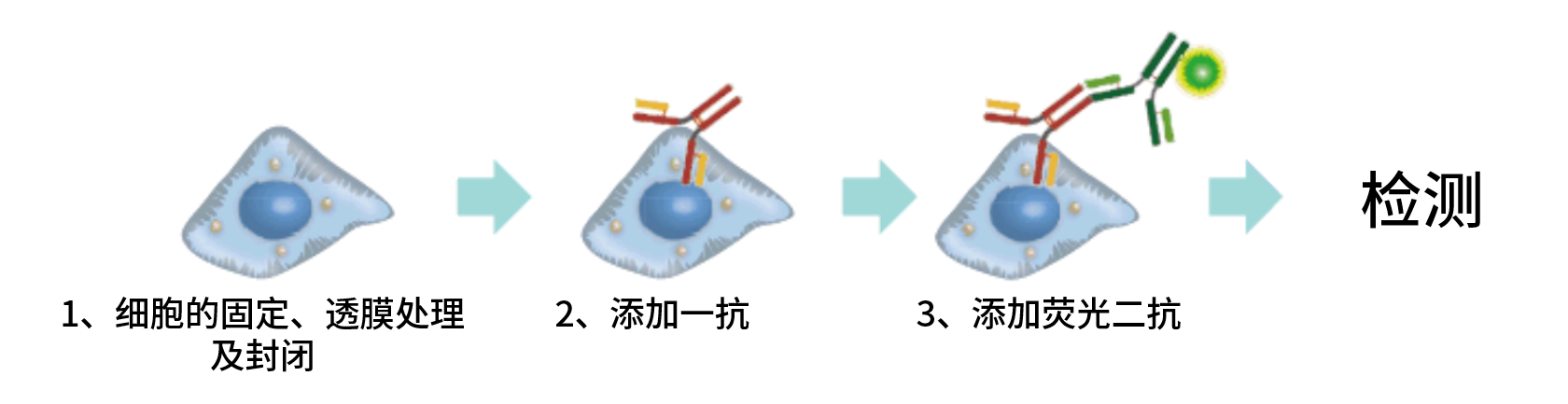 DNA Damage Detection Kit &#8211; γH2AX　- Red货号：G266