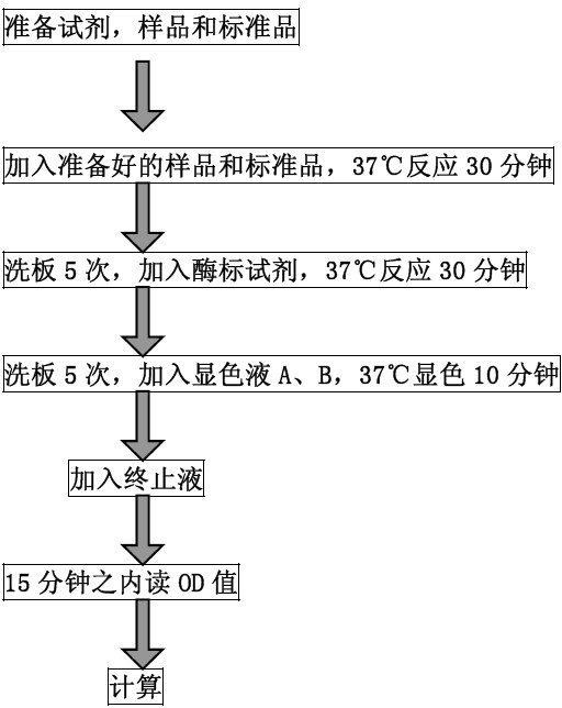 上海人胃促生长素（ghrelin）ELISA试剂盒BS-10006