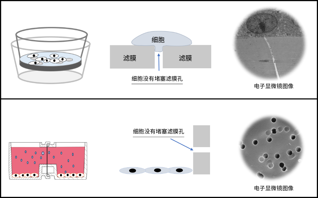 球体·类器官共培养的范式转移