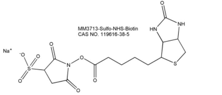 Sulfo-NHS-Biotin (Sulfosuccinimidyl Biotin)  磺基琥珀酰亚胺生物素