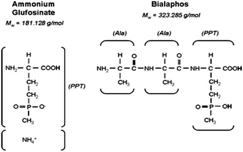 Glufosinate Ammonium 草铵膦