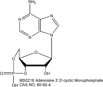 Adenosine 3&#8242;,5&#8242;-cyclic Monophosphate (cAMP) 腺苷-3&#8242;,5&#8242;-环单磷酸（环磷腺苷）
