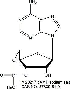 Adenosine 3&#8242;,5&#8242;-cyclic Monophosphate Sodium Salt Monohydrate 腺苷-3&#8242;,5&#8242;-环单磷酸钠盐一水合物（环磷腺苷钠）