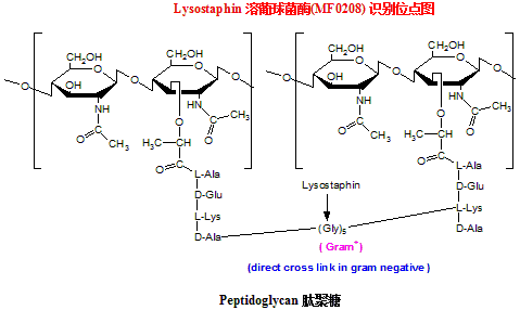 Lysostaphin 溶葡球菌酶