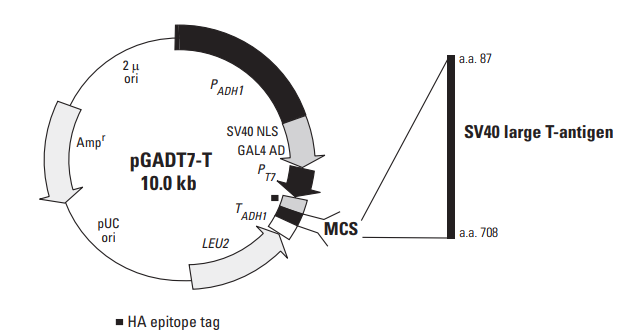 pGADT7-T Vector 酵母双杂交对照载体