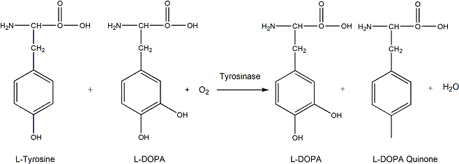 Polyphenol Oxidase (Tyrosinase) 多酚氧化酶（酪氨酸酶）