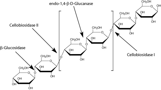 β-Glucosidase powder from almonds, 20-40 units/mg solid β-葡萄糖苷酶（来源于杏仁）