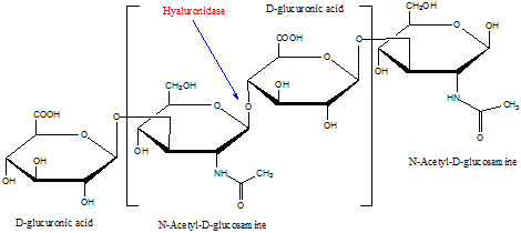 Hyaluronidase 透明质酸酶
