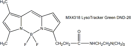 LysoTracker Green DND-26 绿色溶酶体荧光探针