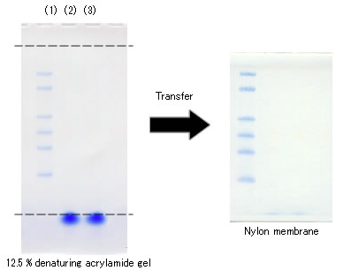 diagnocine：DIG Labeled Blue Color Marker for SmallFNK-DM270