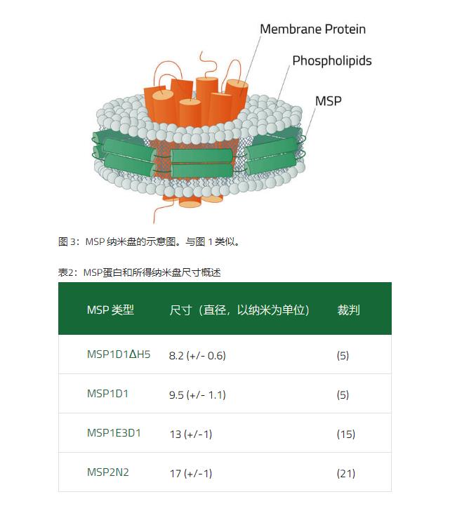 膜支架蛋白 （MSP） 纳米盘