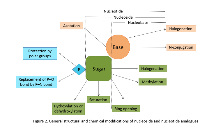 BOC Sciences碳水化合物、核苷和核苷酸介绍