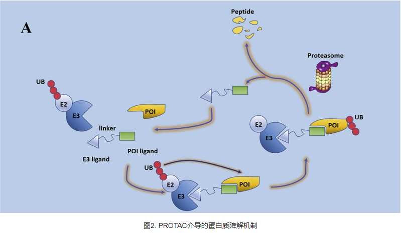几种基于核酸的PROTAC简介