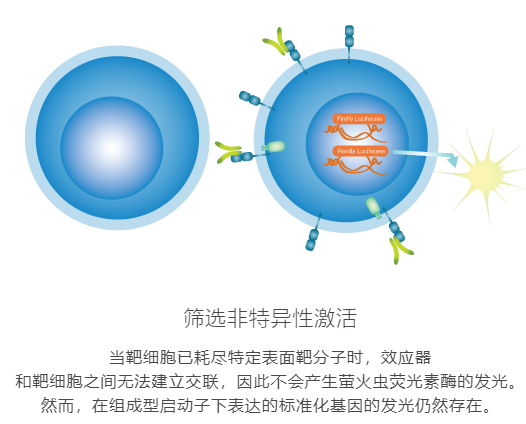 iLite&#174;技术介绍