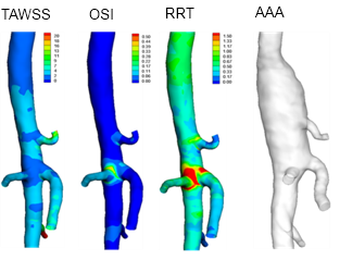 借助金纳米粒子、显微 CT 和超声波，绘制活体动物随时间的动脉瘤形成图。