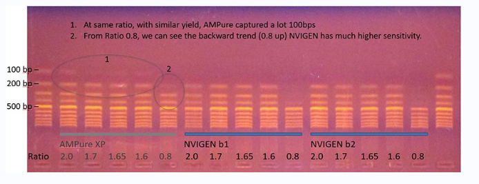 MagVigen&trade; DNA 纯化和尺寸选择试剂盒介绍