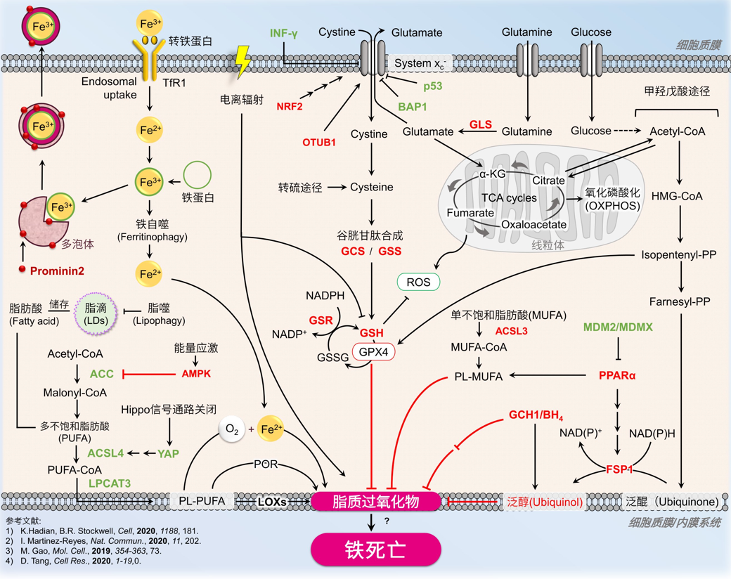 铁死亡 脂质过氧化  铁离子