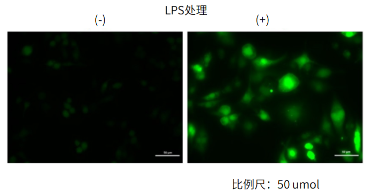 活性氧检测试剂盒（ROS Assay Kit）货号：R252