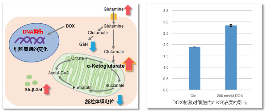 α-Ketoglutarate Assay Kit-Fluorometric货号：K261 α-酮戊二酸(α-KG)检测试剂盒(荧光法)