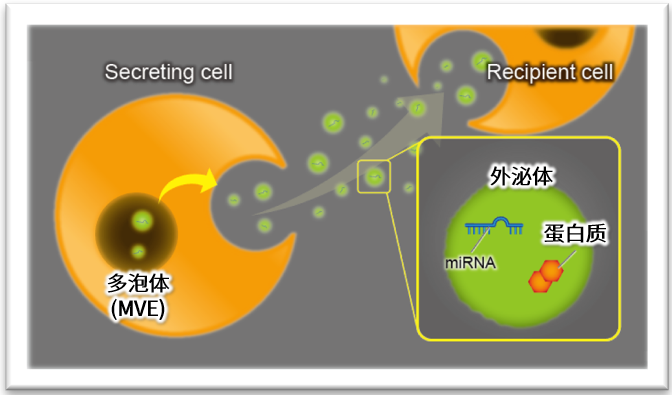 内体-外泌体 外泌体(Exosomes)提取试剂盒—ExoIsolator Exosome Isolation Kit EX10