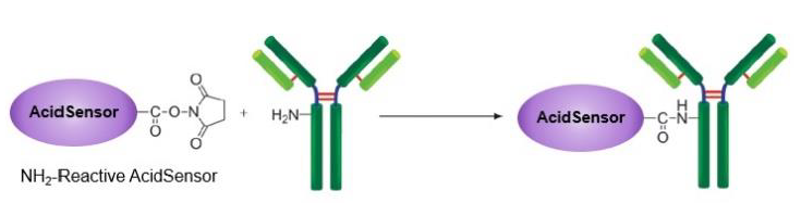 AcidSensor Labeling Kit &#8211; Endocytic Internalization Assay 细胞内吞作用的内化过程检测货号：A558