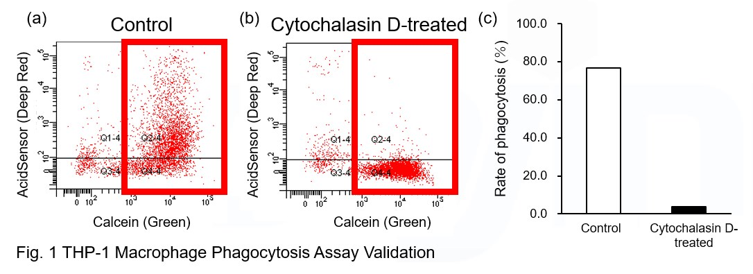 AcidSensor Labeling Kit &#8211; Endocytic Internalization Assay 细胞内吞作用的内化过程检测货号：A558