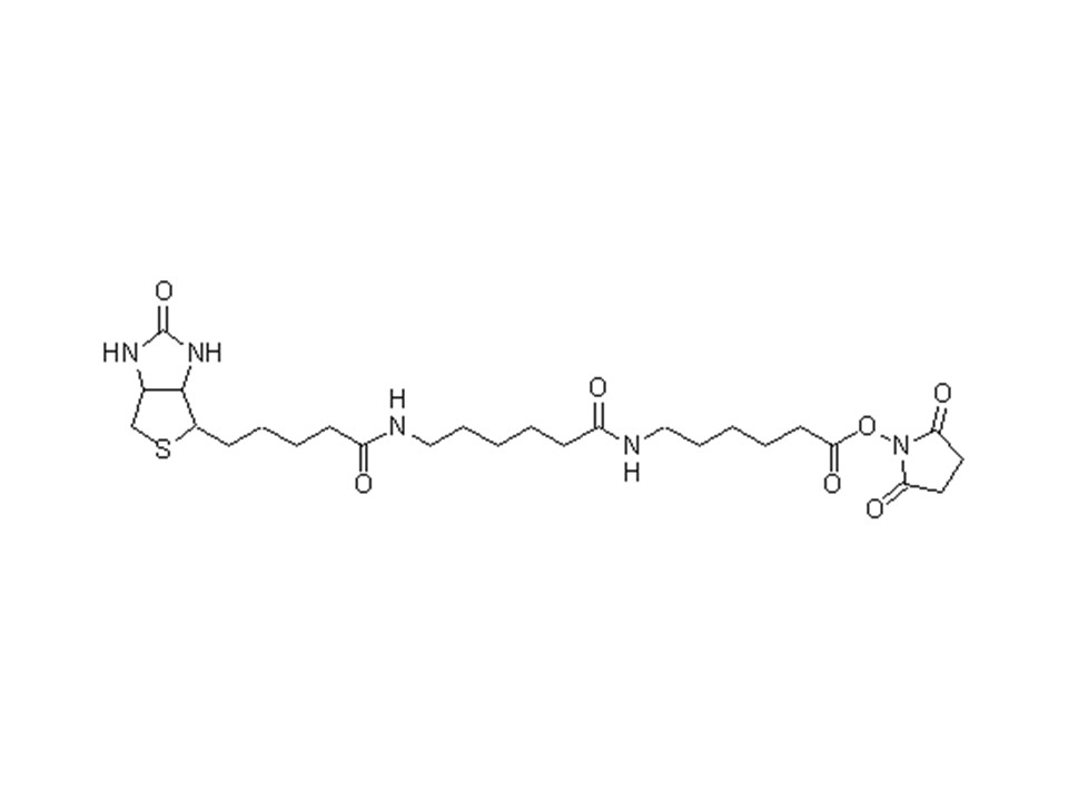Biotin-(AC5)2-Osu试剂货号：B306 CAS号：89889-52-1