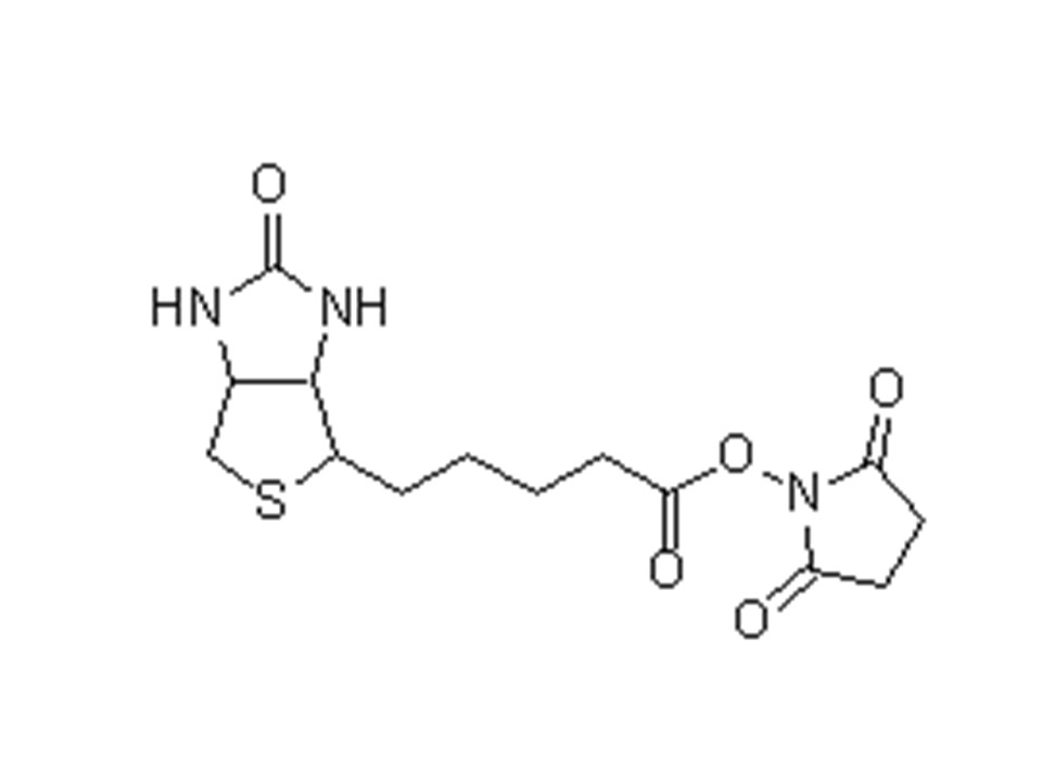 Biotin-Osu试剂货号：B304 Biotin N-Succinimidyl D-biotin CAS号：35013-72-0