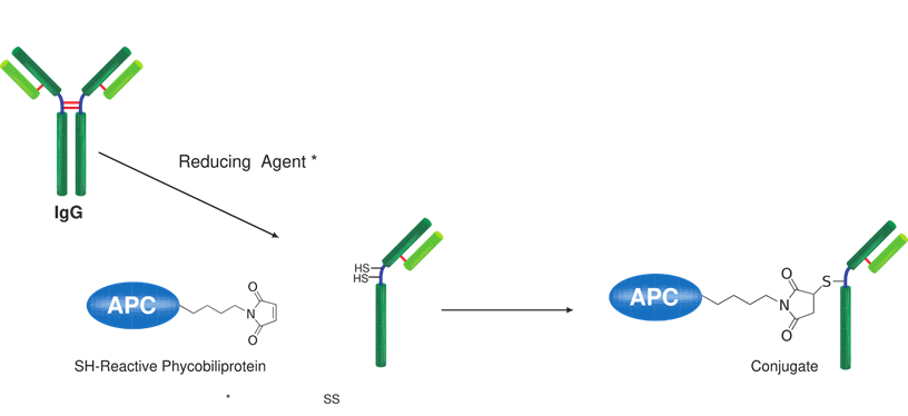 Allophycocyanin Labeling Kit &#8211; SH试剂盒货号：LK24 藻蓝蛋白标记试剂盒-巯基