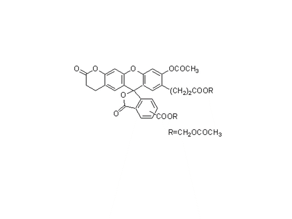 Cellstain- AO solution试剂货号：A430 3,6-Bis(dimethylamino)acridine, hydrochloride, solution CAS号：65-61-2(AO)