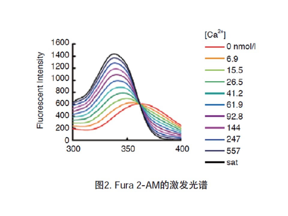 Fura2-AM试剂货号：F015 CAS号：108964-32-5